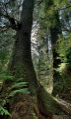 CENTRAL GRAHAM ISLAND